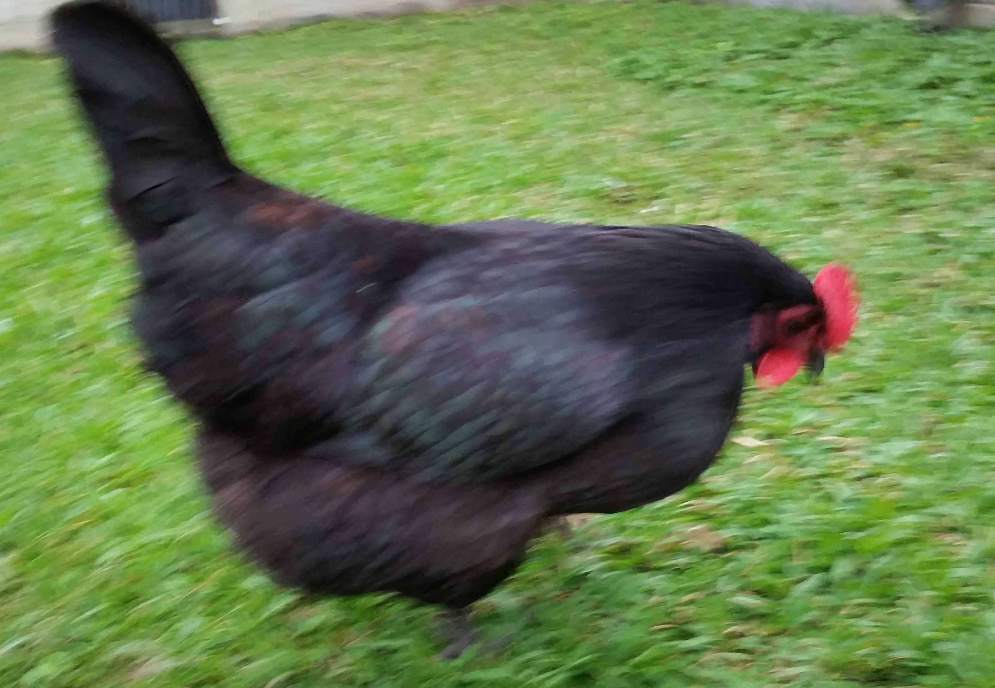 Black Australorp "Pearl" 33 weeks