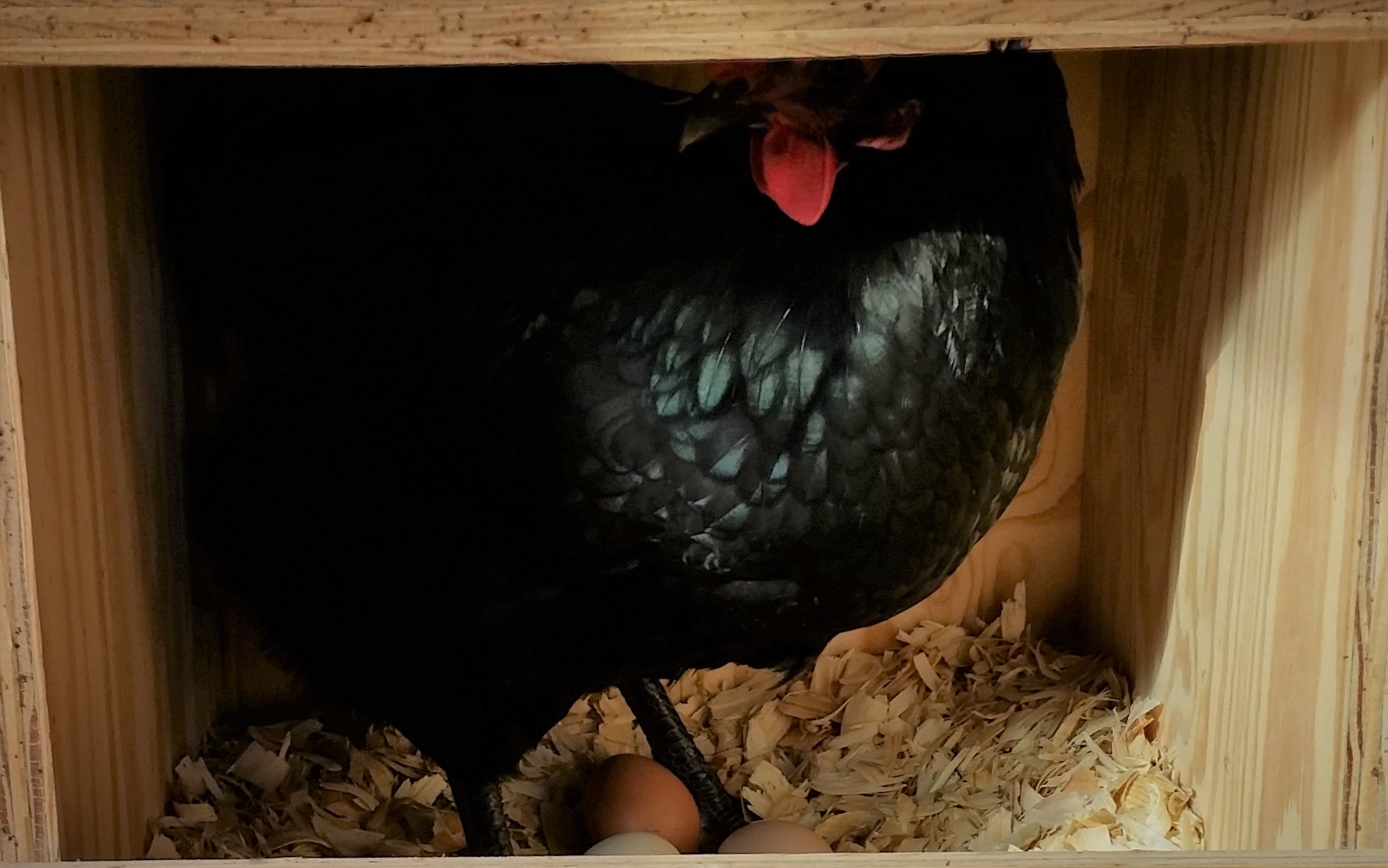 Black Australorp "Pearl" 37 weeks