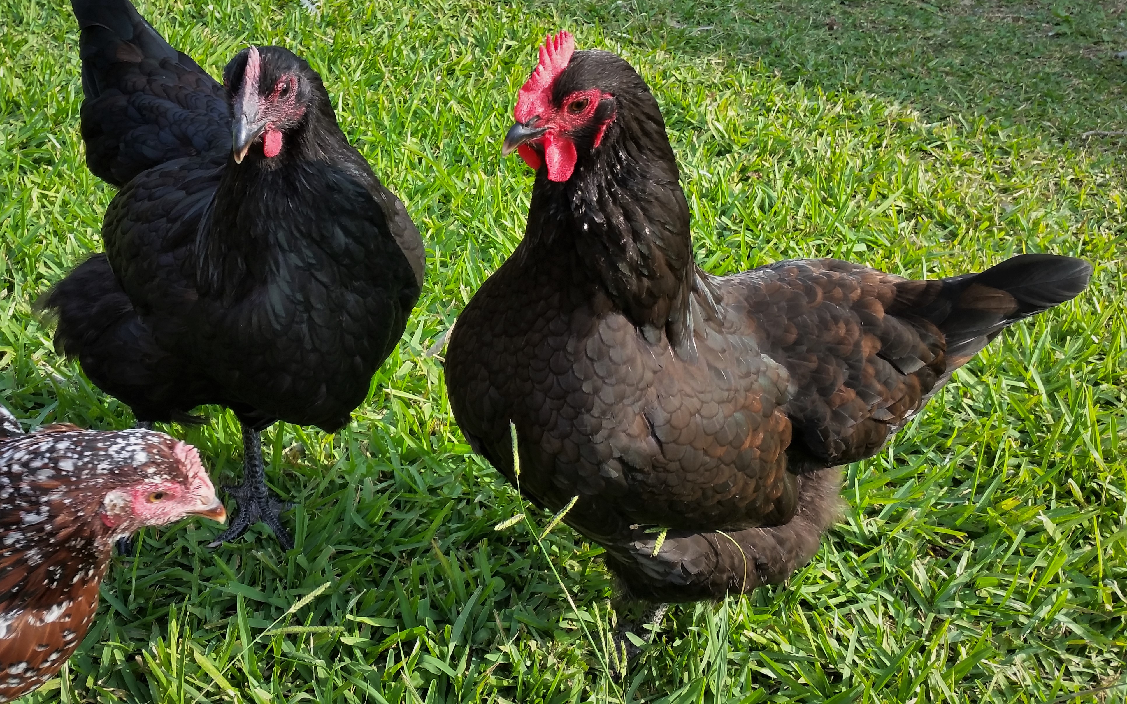 Black Australorp "Pearl" (left) 25 1/2 weeks and Black Australorp "Rosie" 28 1/2 weeks (Started squatting today!)