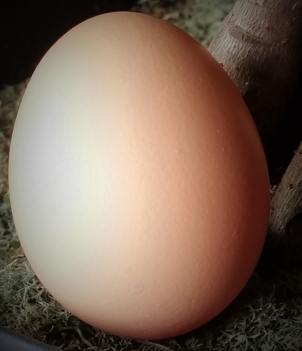 Black Australorp "Pearl's" First Egg, 50.3g 11/07/15