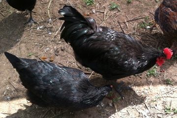 Black Australorp pullet and cockerel
