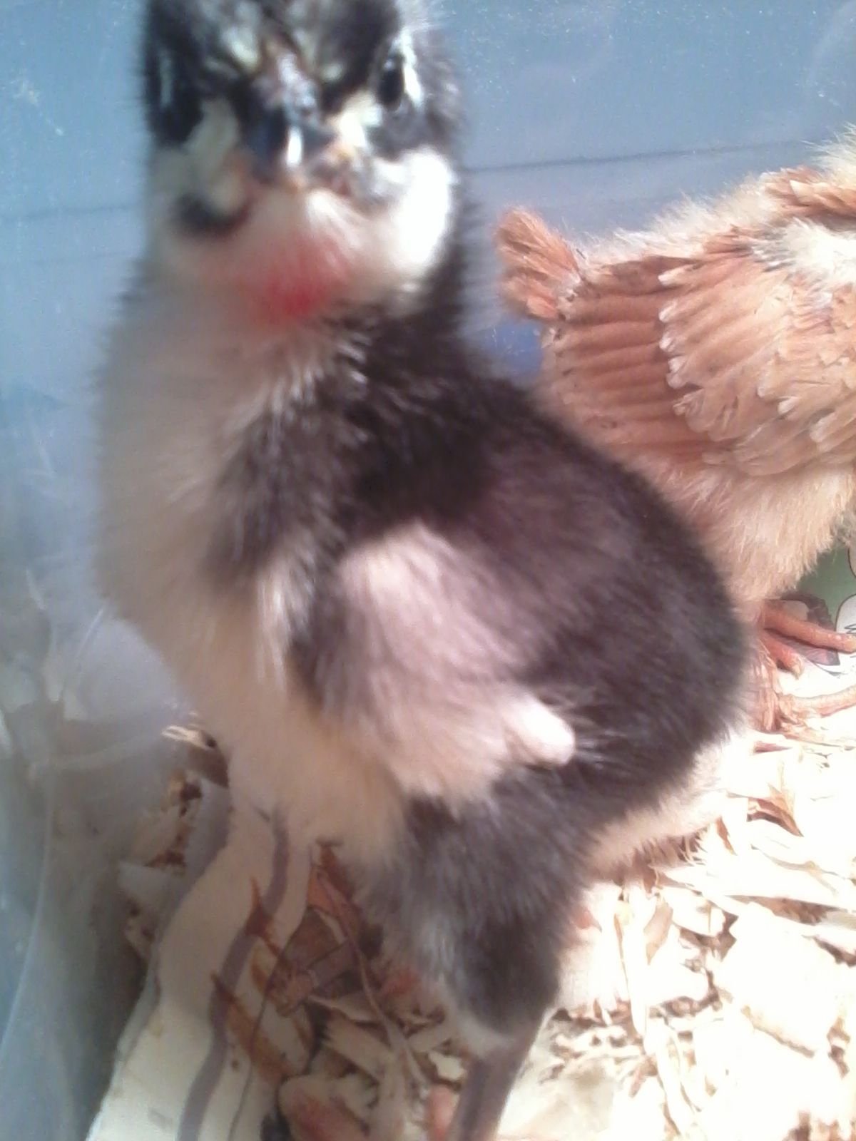 Black Australorp rooster chick. He doesnt have a name yet thats up to my hubby