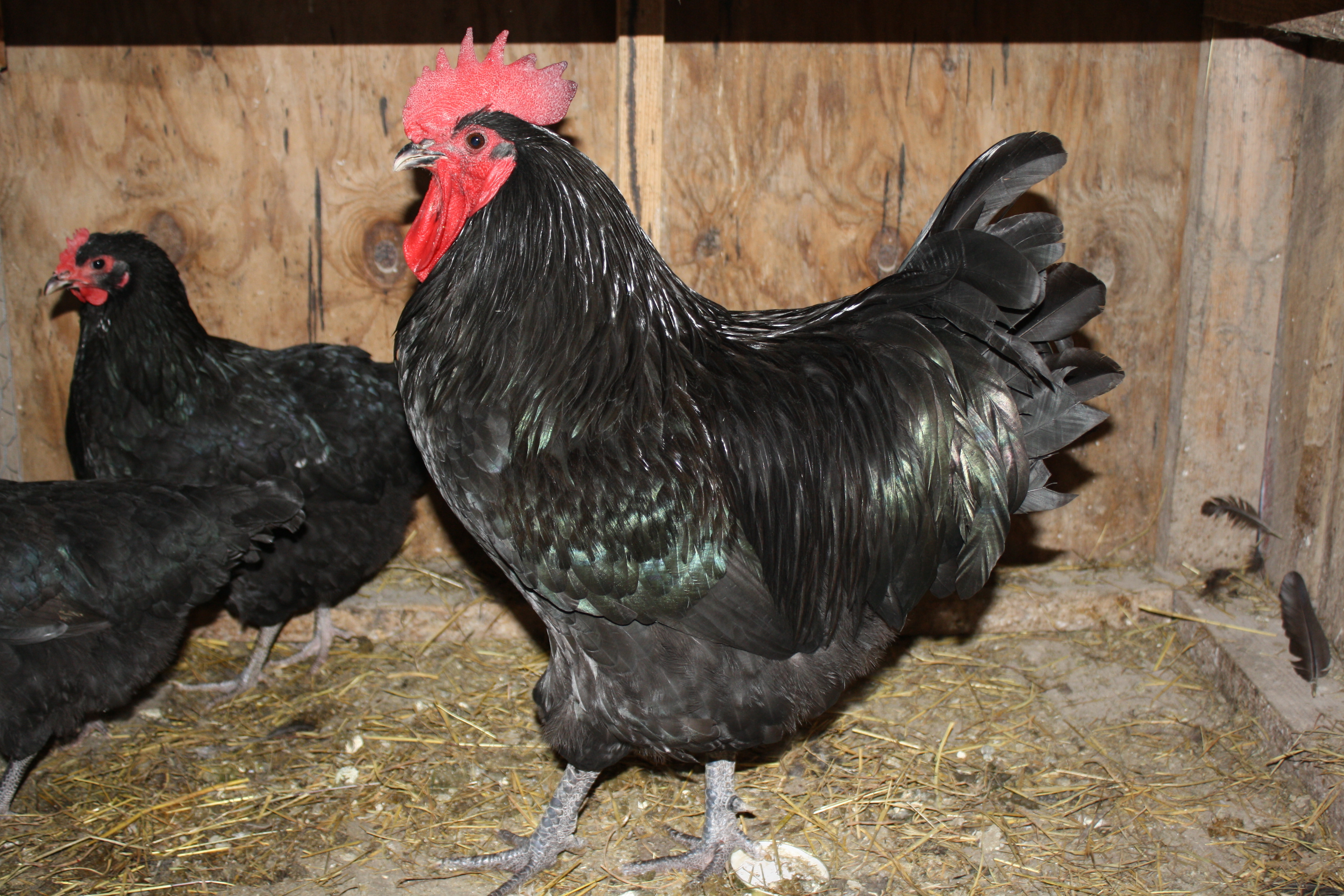 Black Australorp rooster