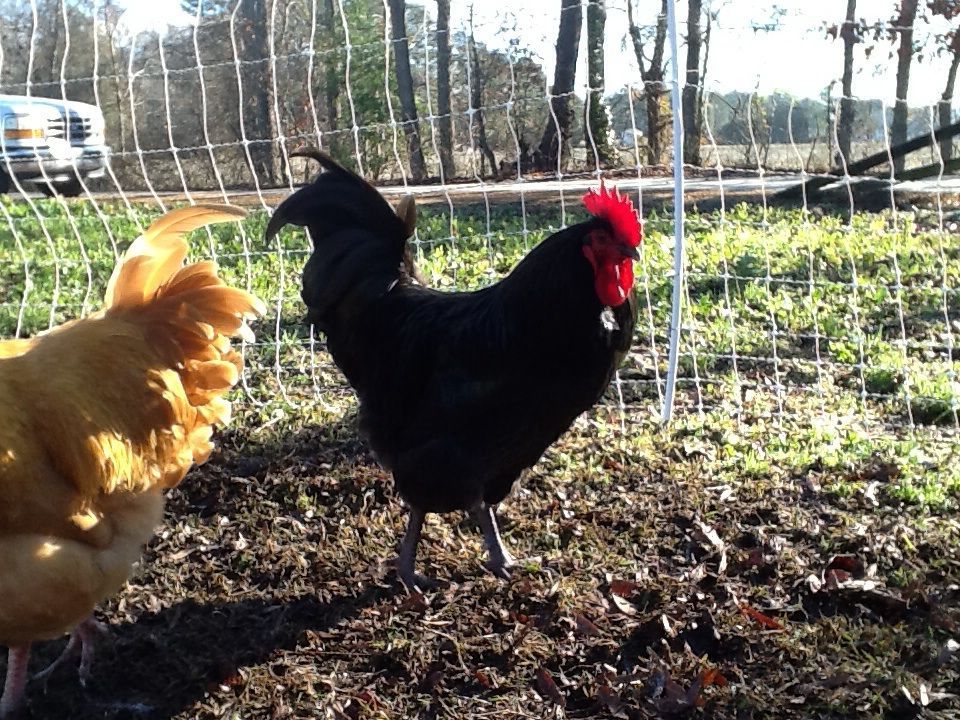 Black Australorp rooster