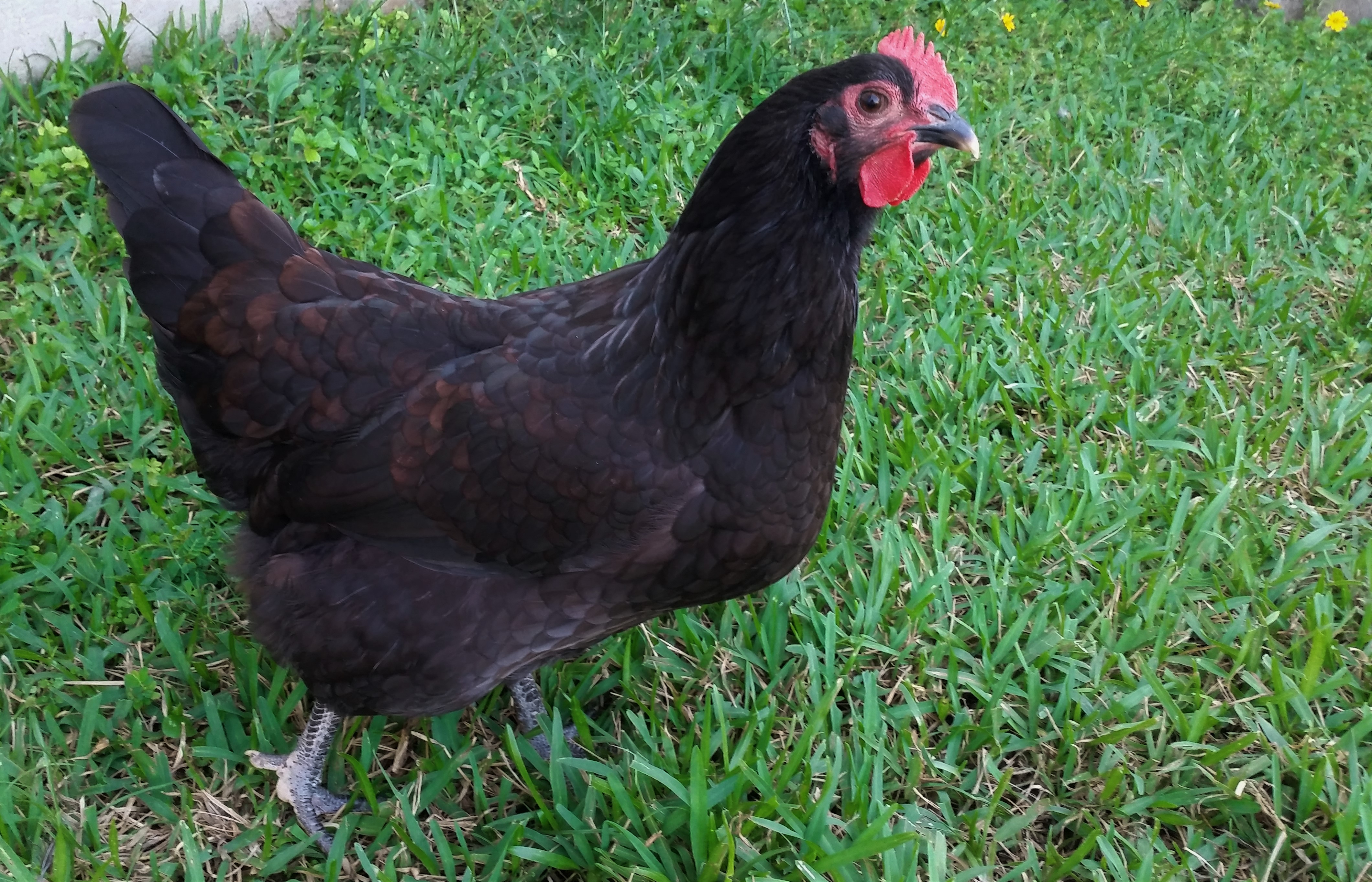Black Australorp "Rosie" 26 weeks (started singing the egg song - no eggs)