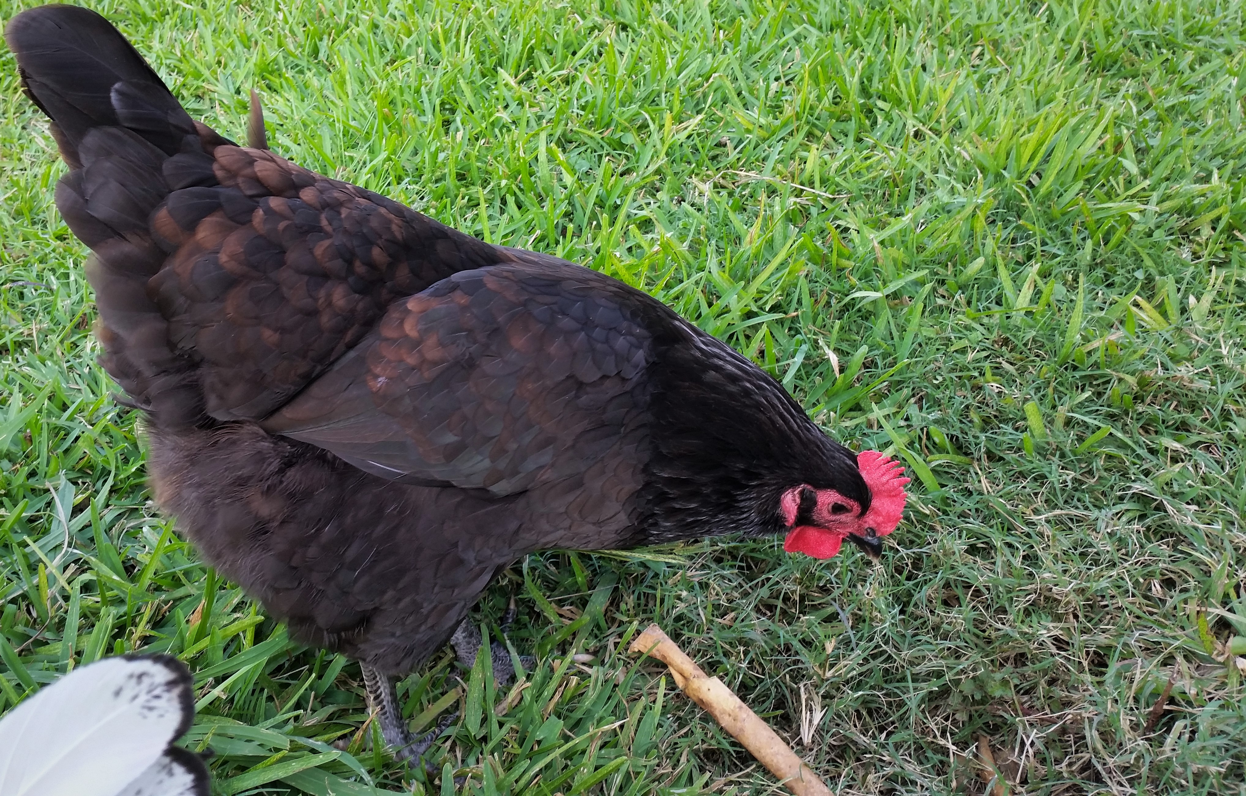 Black Australorp "Rosie" 29 weeks, laid first egg today!
