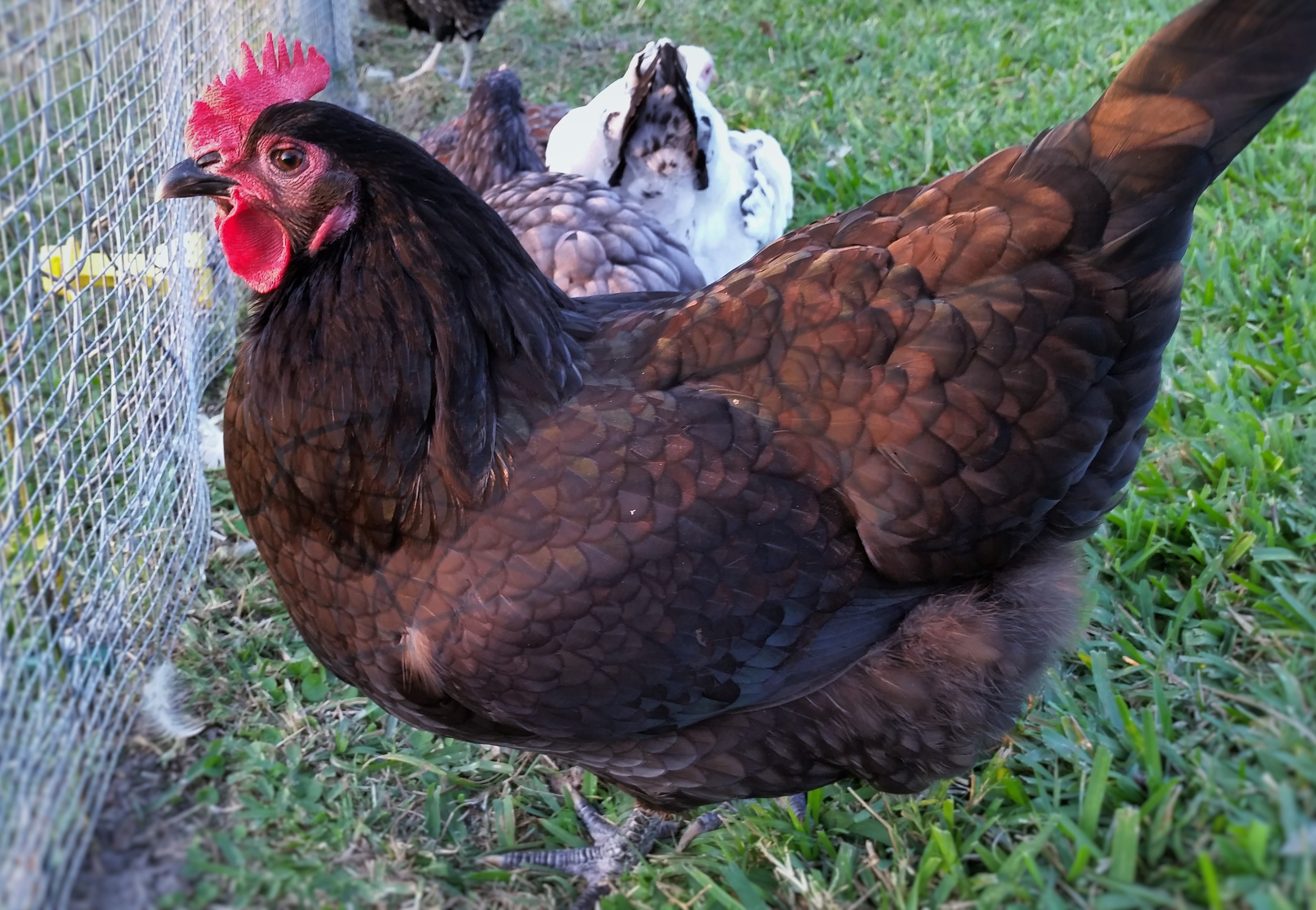 Black Australorp "Rosie" 30 weeks