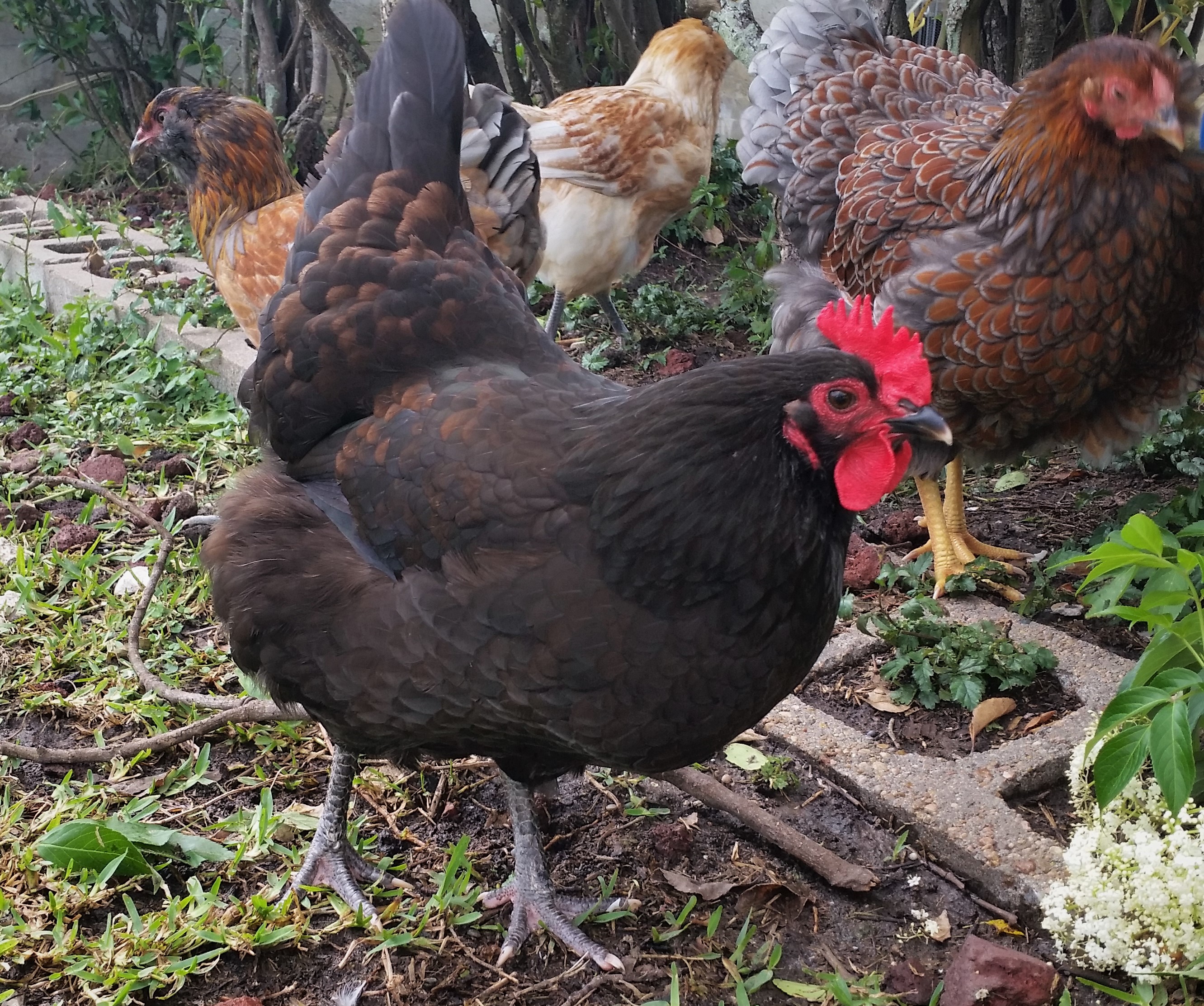 Black Australorp "Rosie" 31 weeks