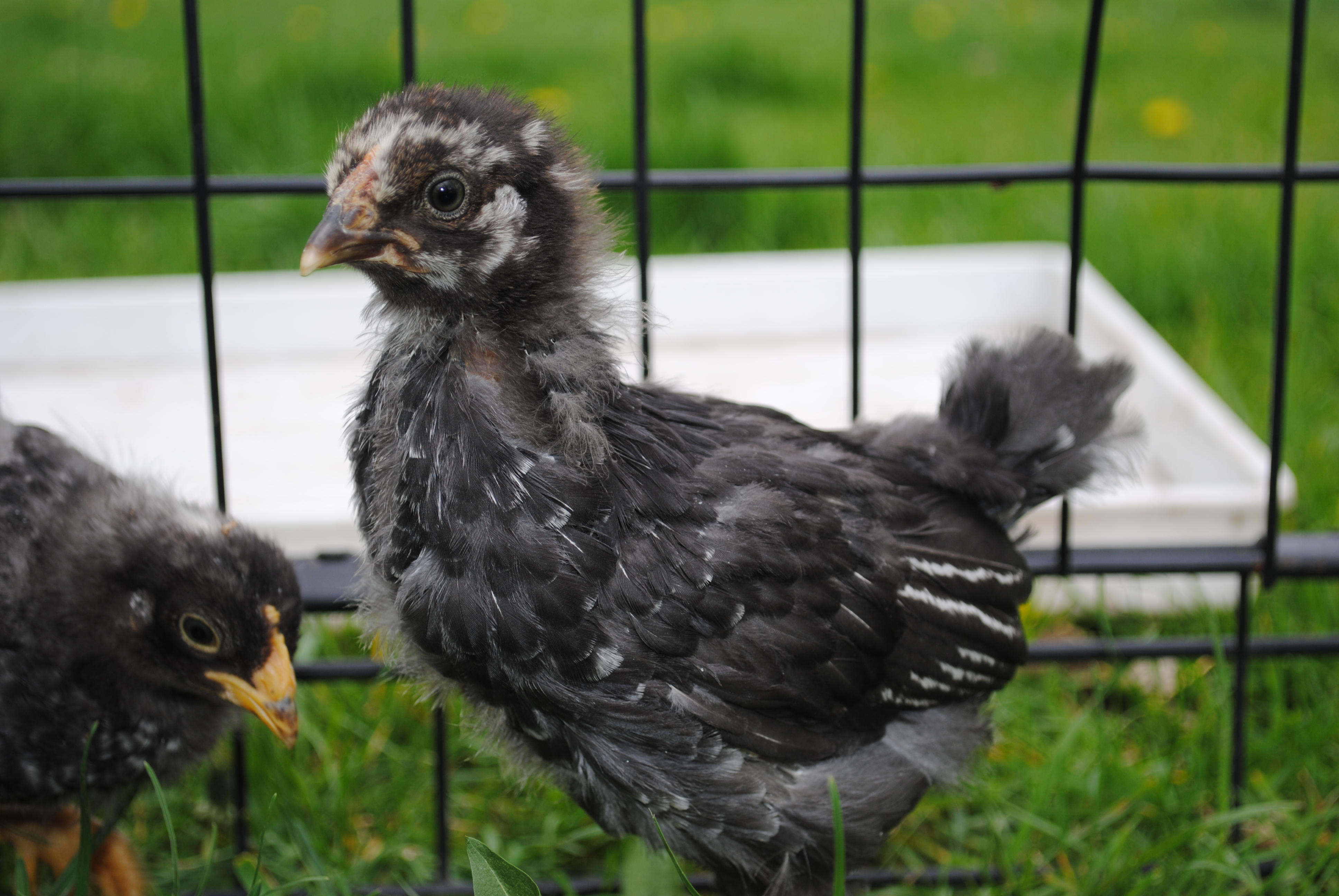 Black Australorp runt
