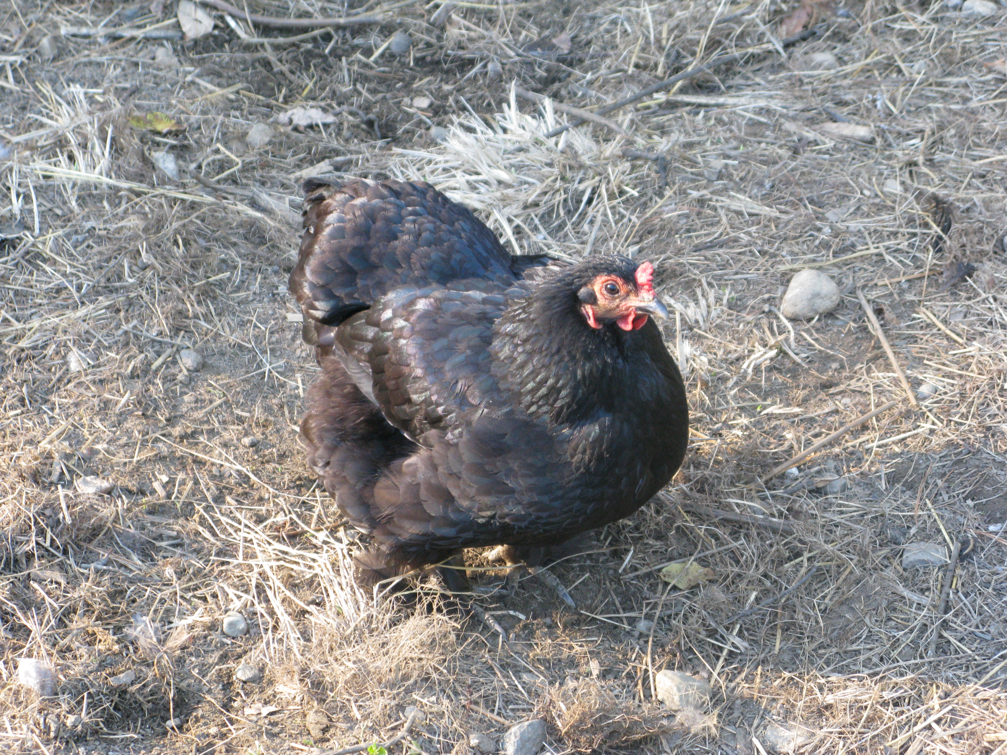 Black Australorp
