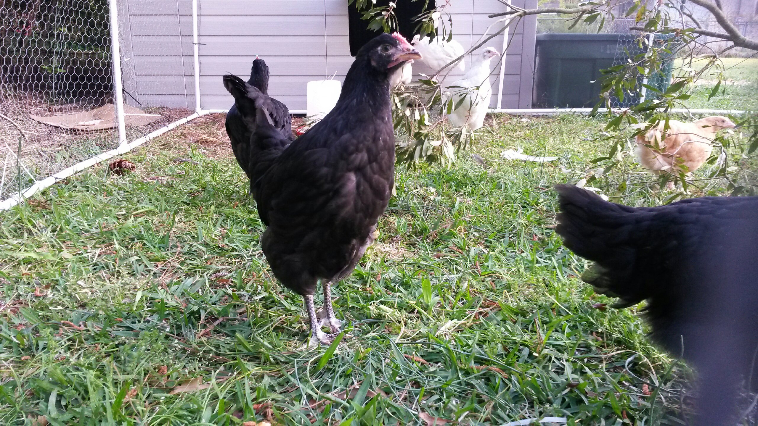 Black Australorp