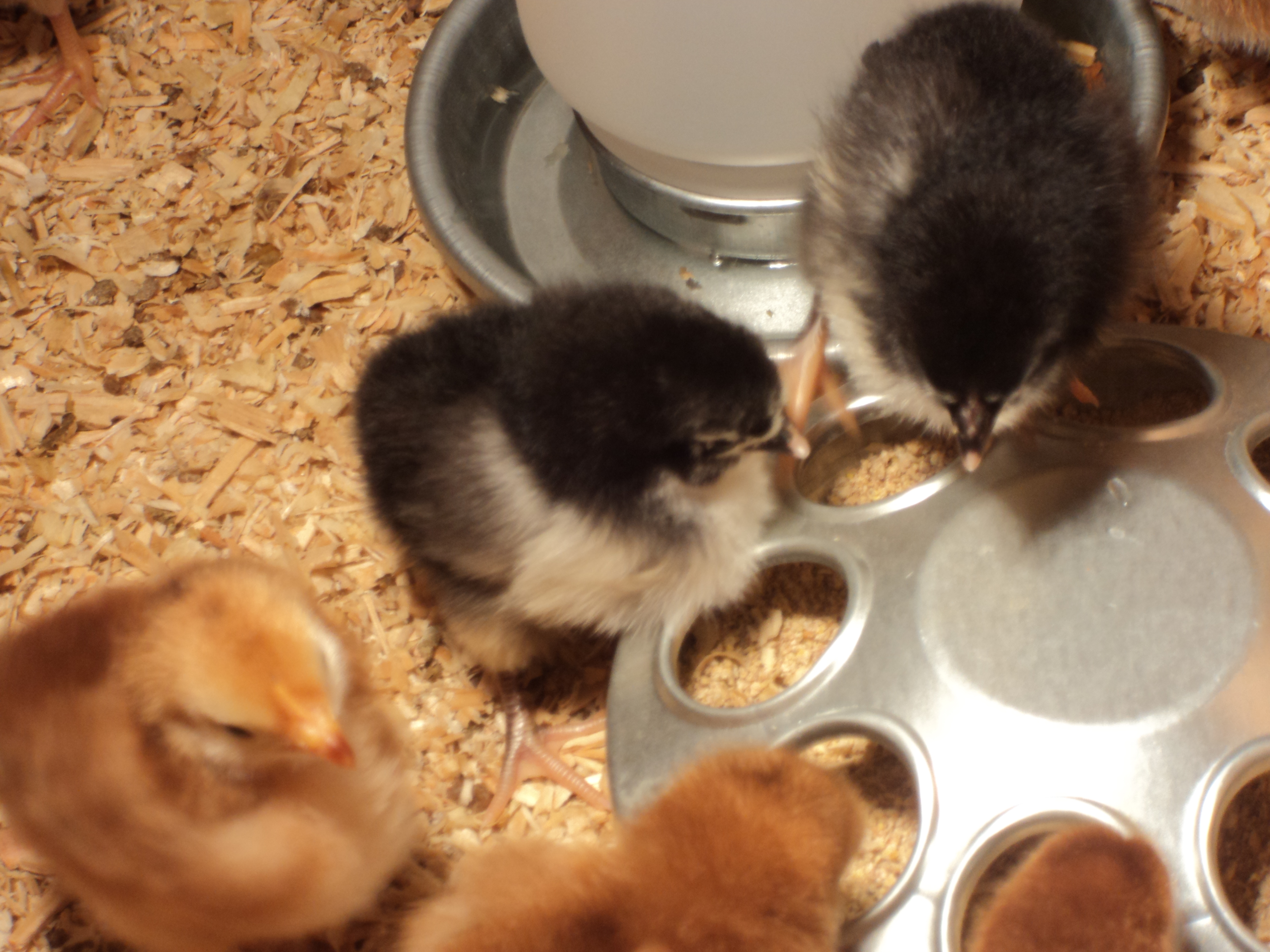 Black Australorp