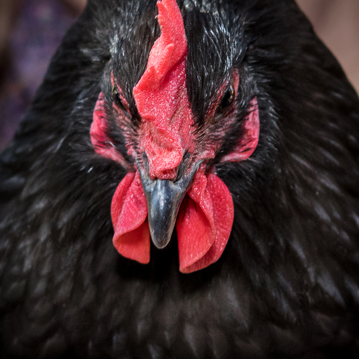 Black Australorp