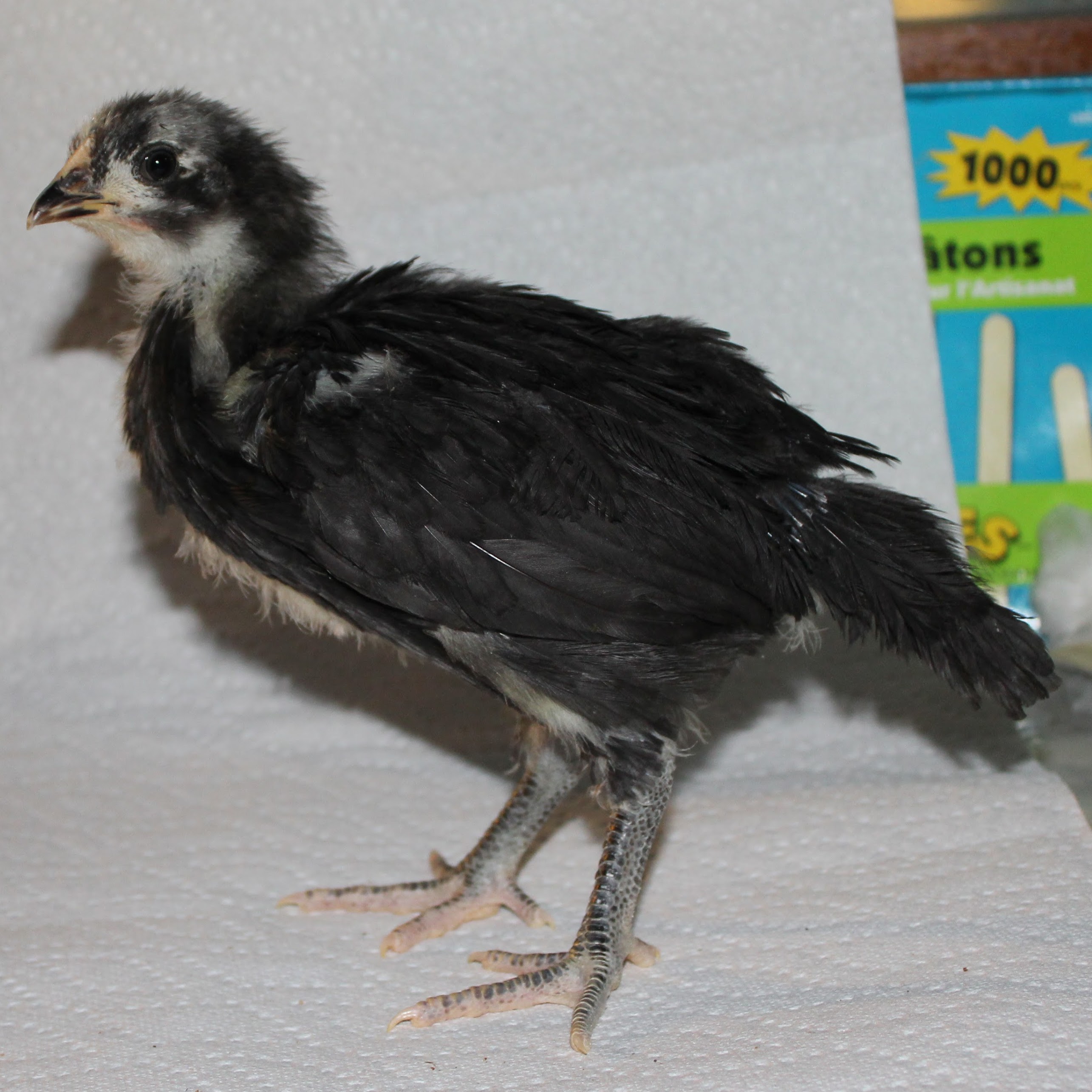 Black Australorp