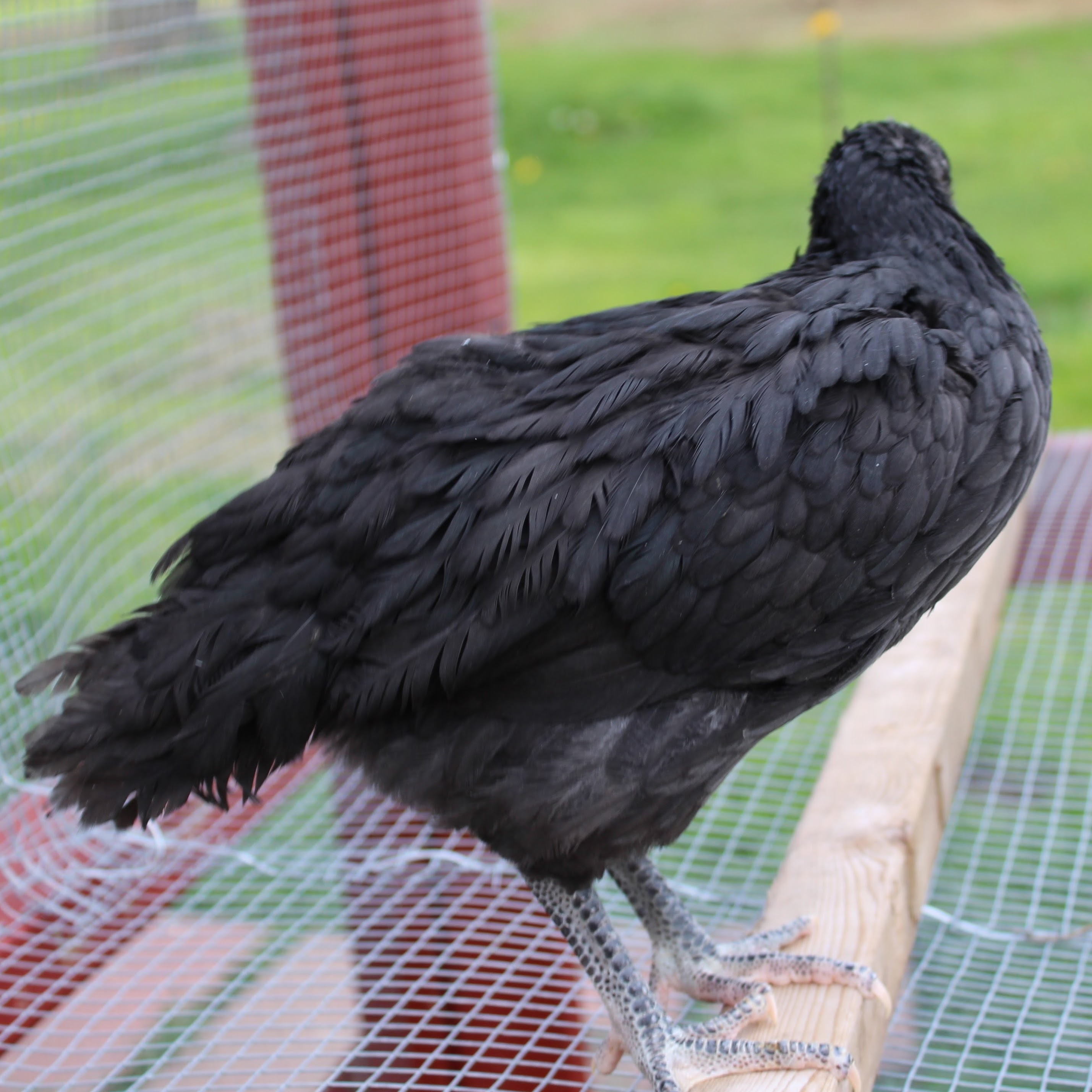 Black Australorp