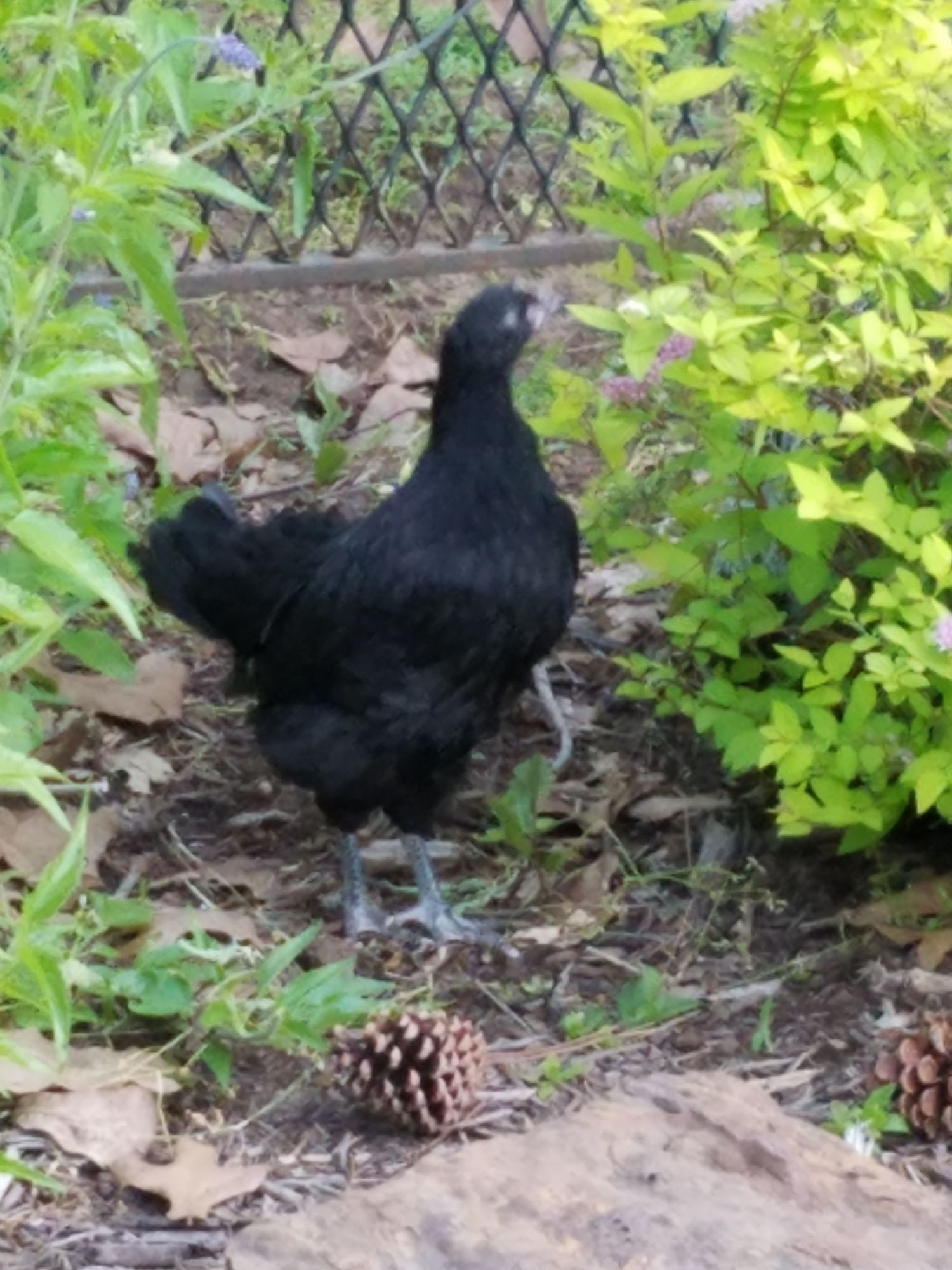 Black Australorp