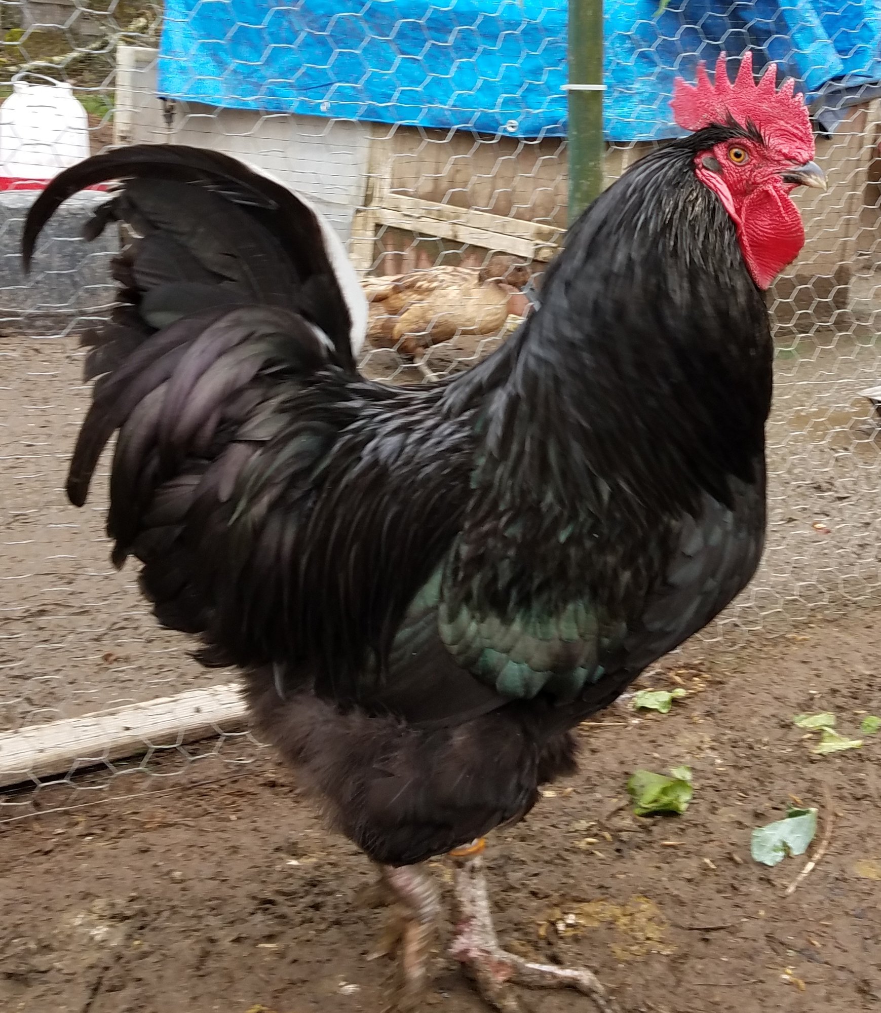 Black Australorp