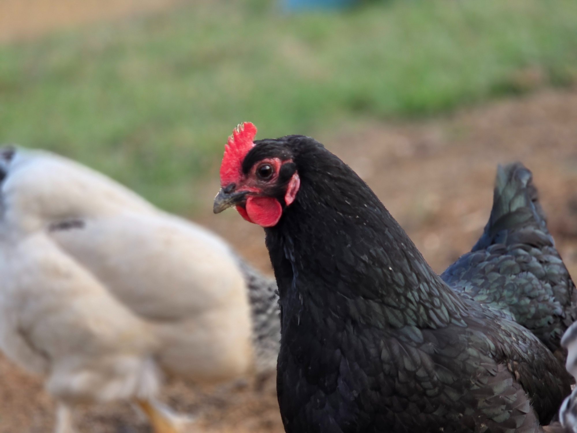 Black Australorp