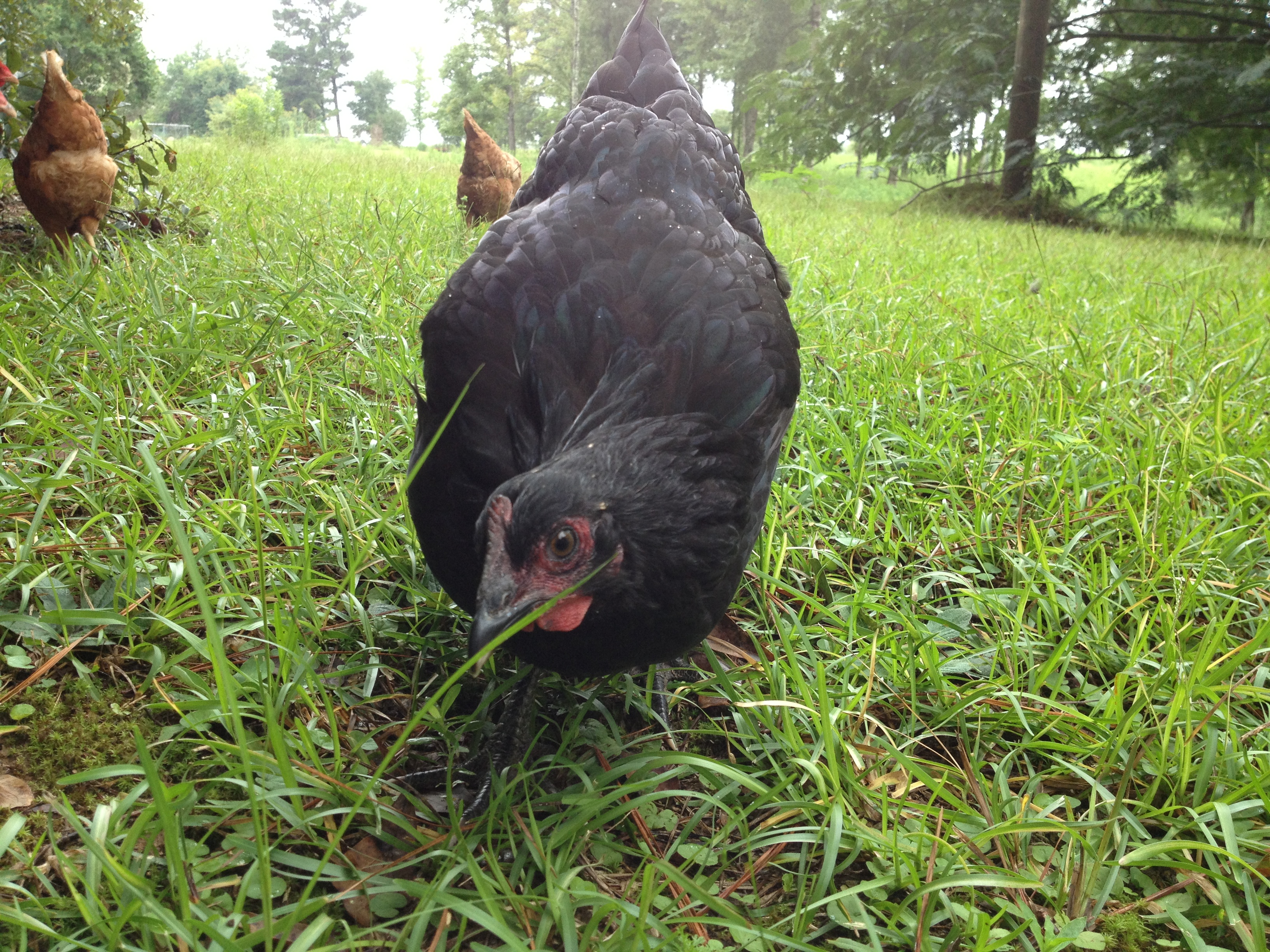 Black Australorps, Henny Dew