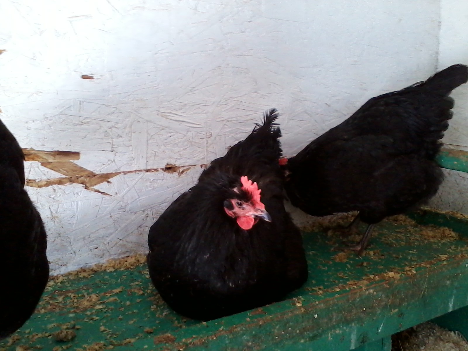 Black Australorps.