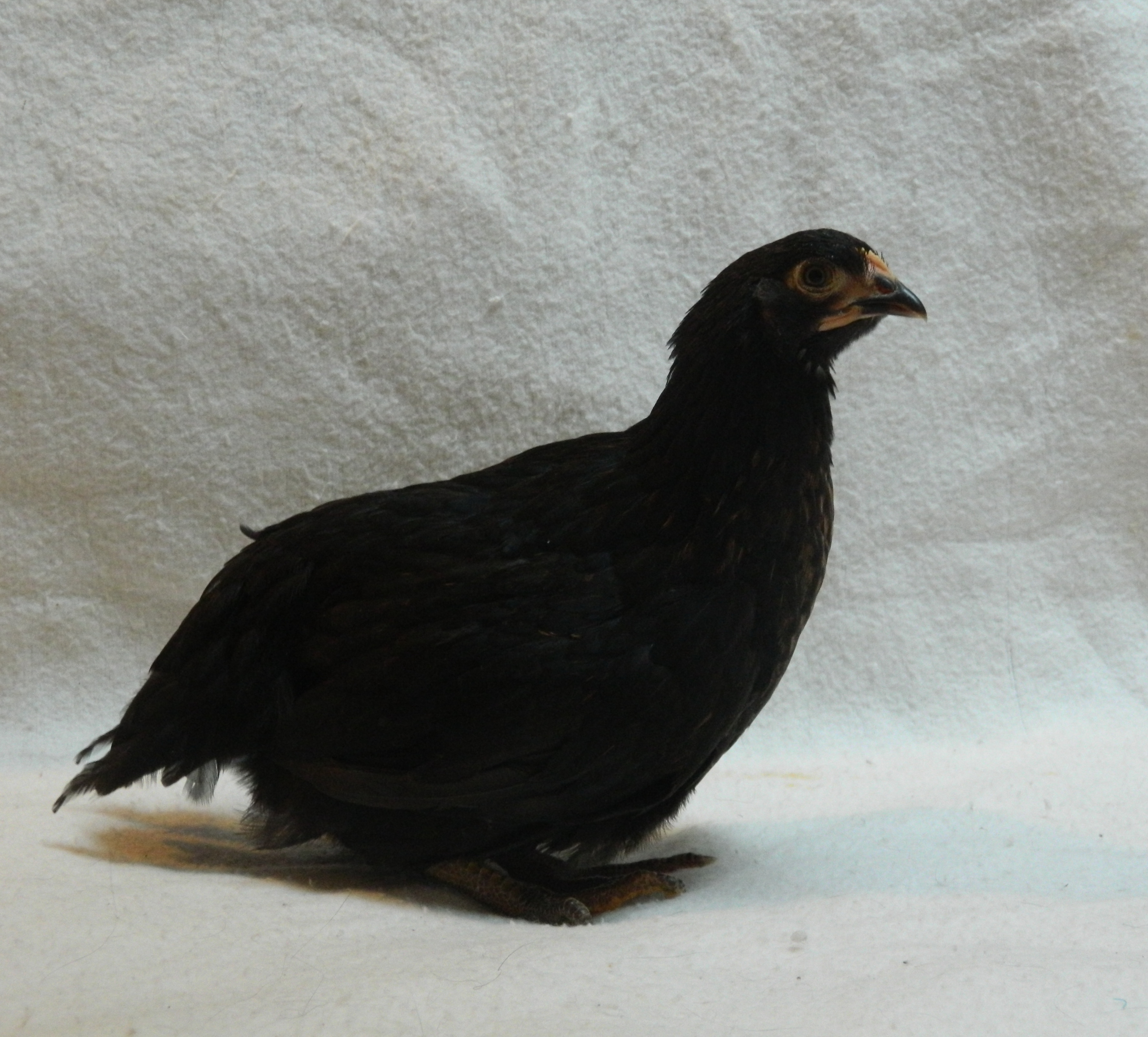 Black Austroloff, 8 weeks old