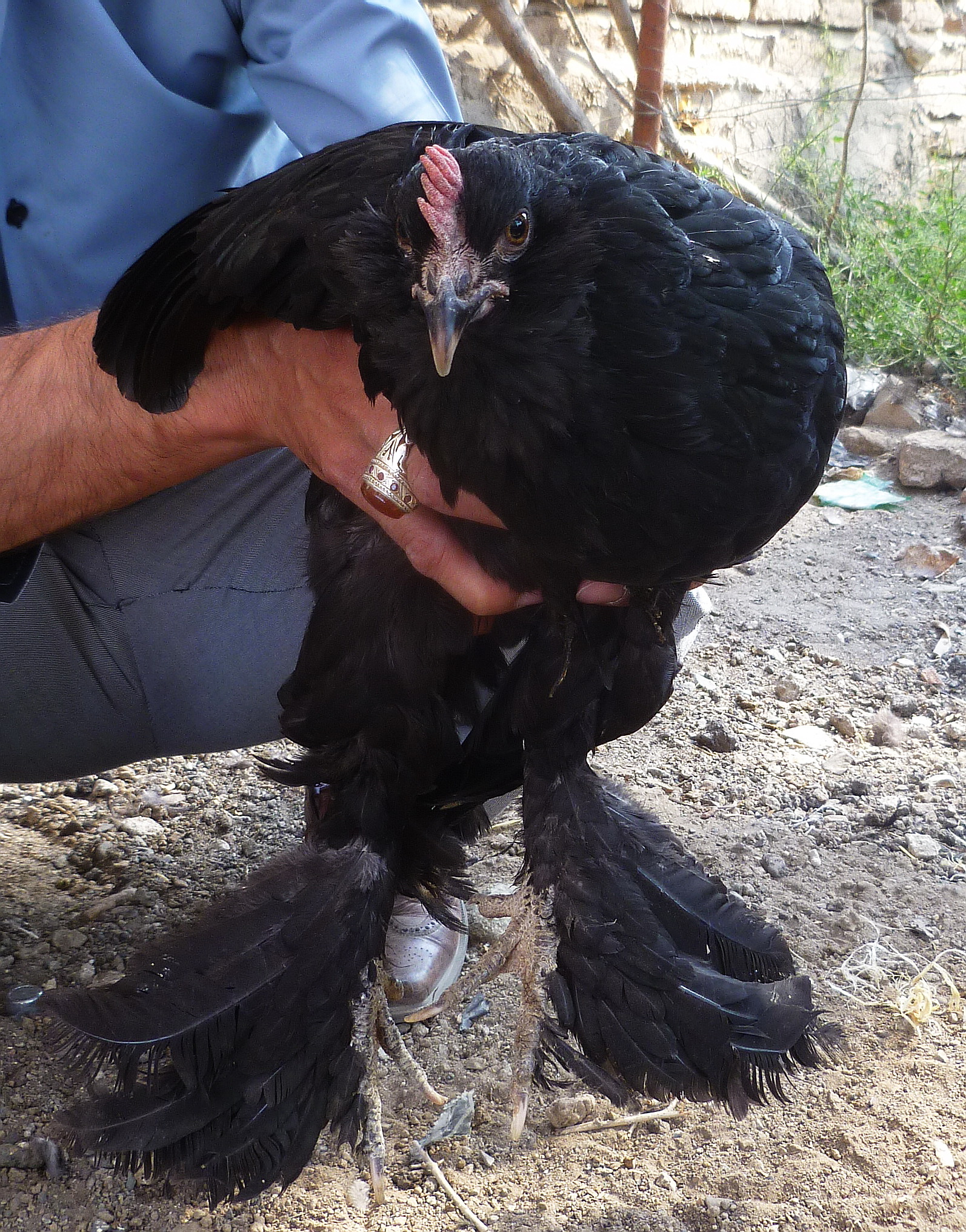 black azerbaijan breed