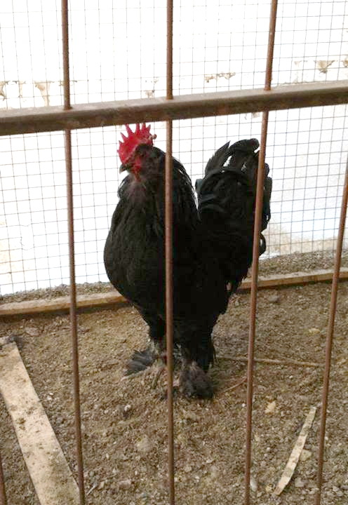 *
black azerbaijan breed