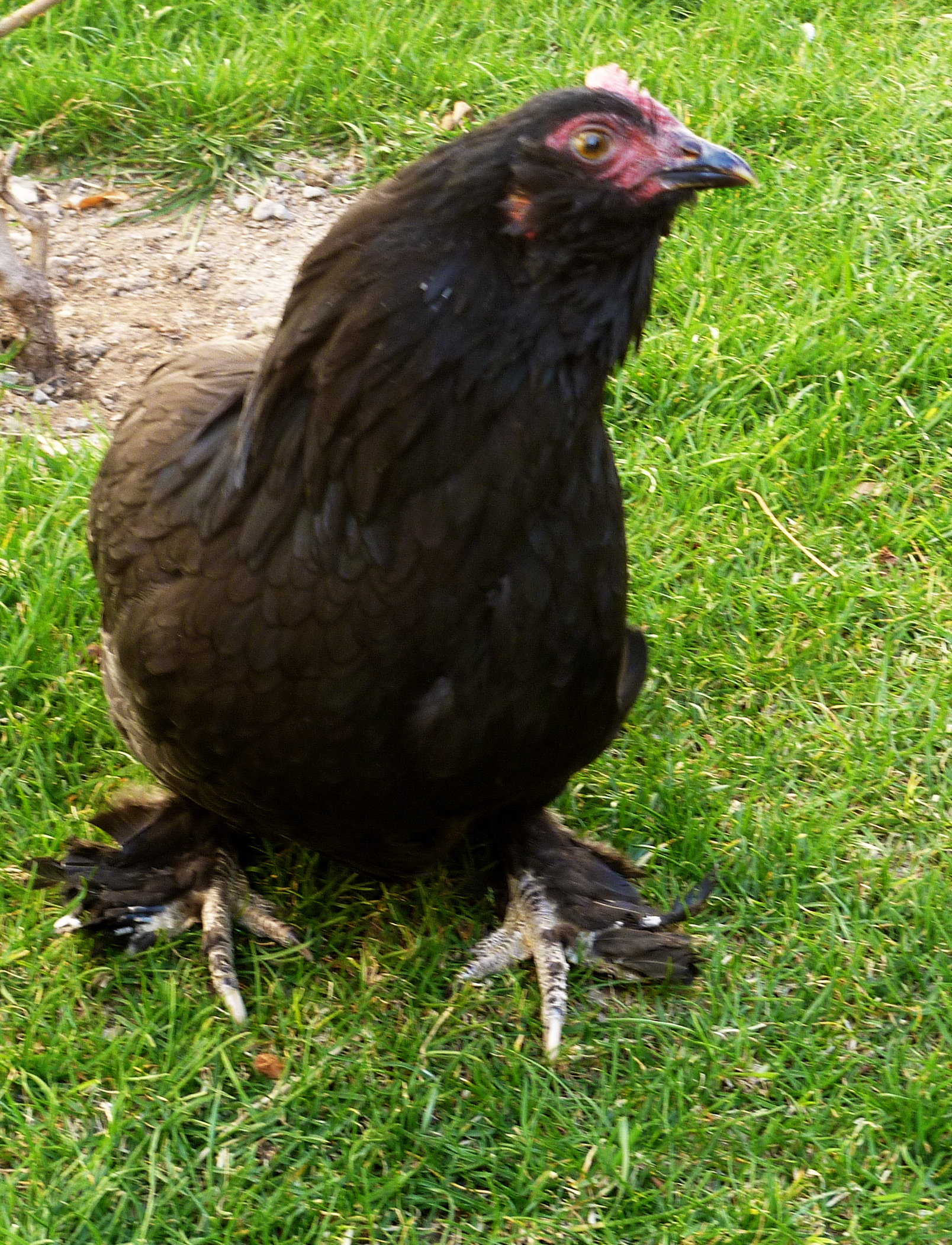 black azerbaijan breed