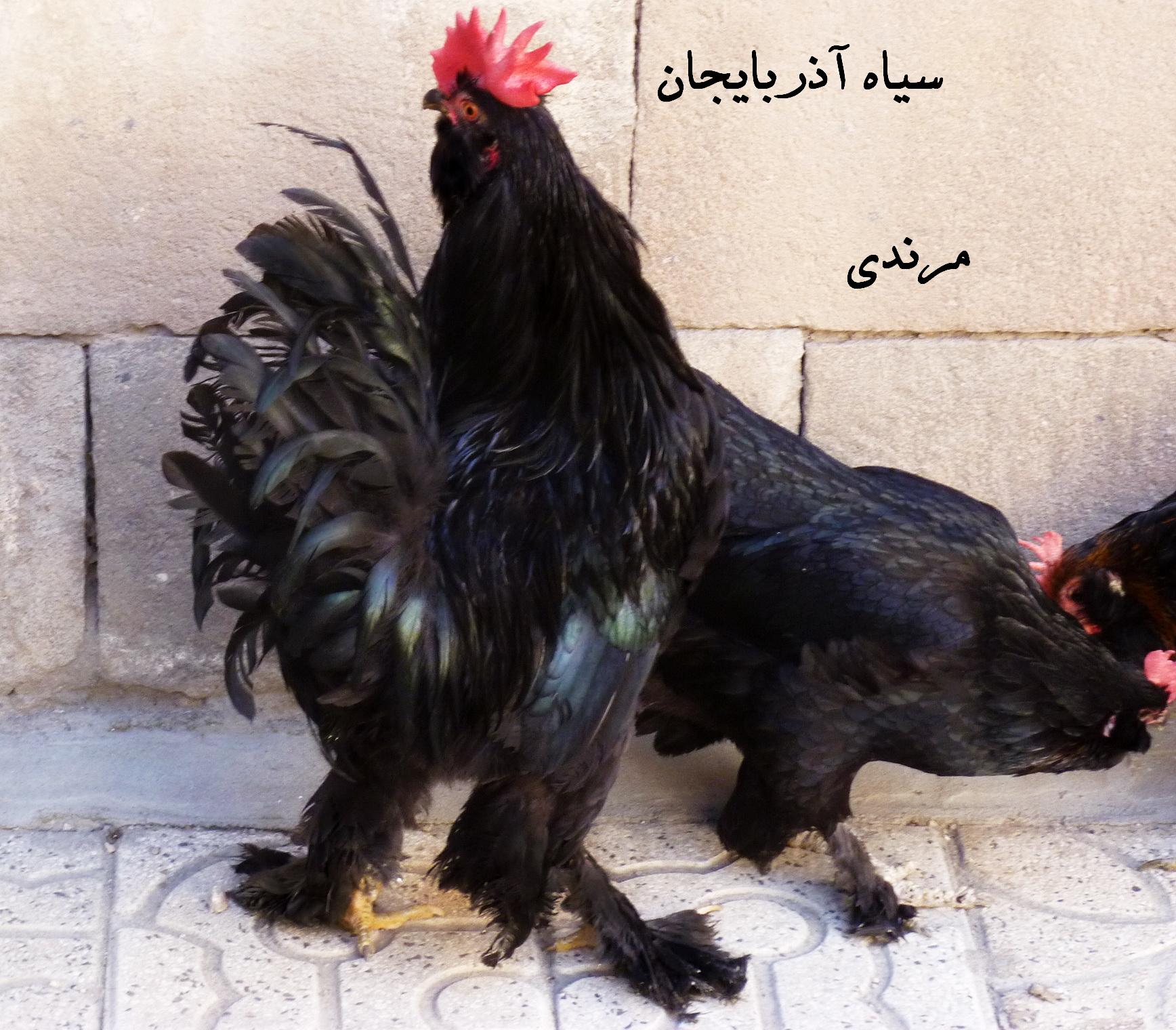 black azerbaijan breed