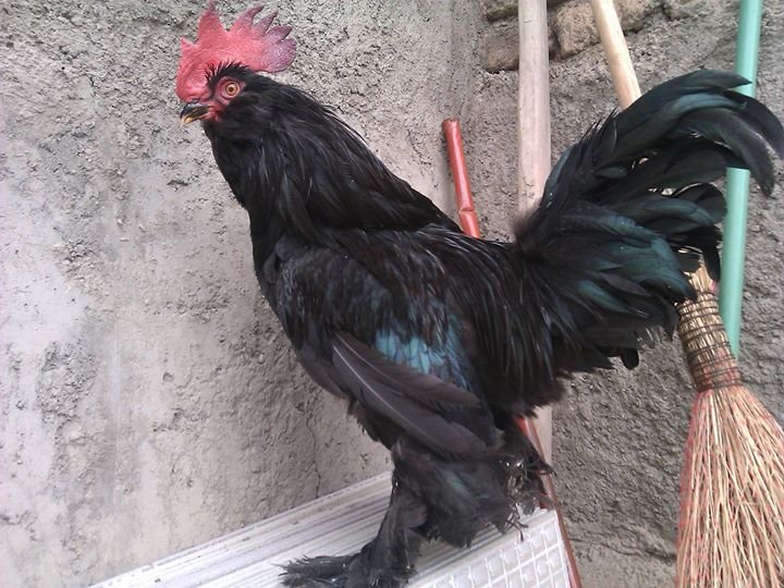 black azerbaijan breed