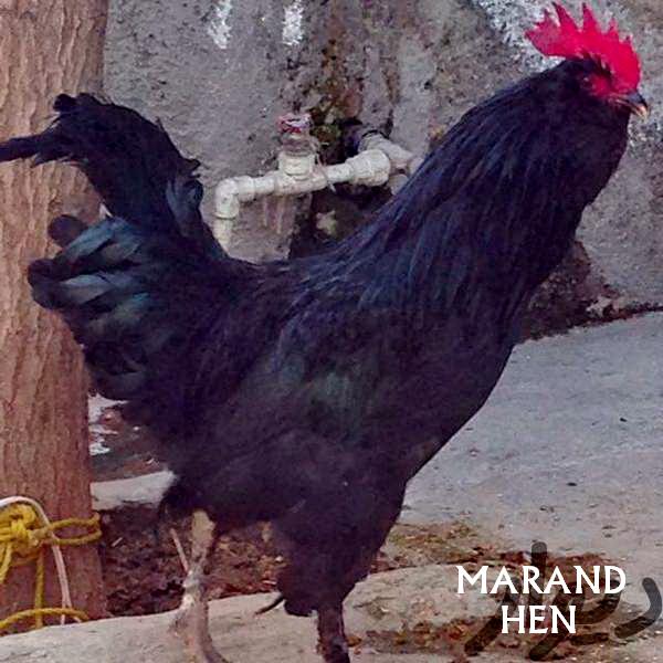 black Azerbaijan breed