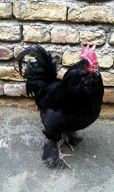 BLACK AZERBAIJAN BREEDS