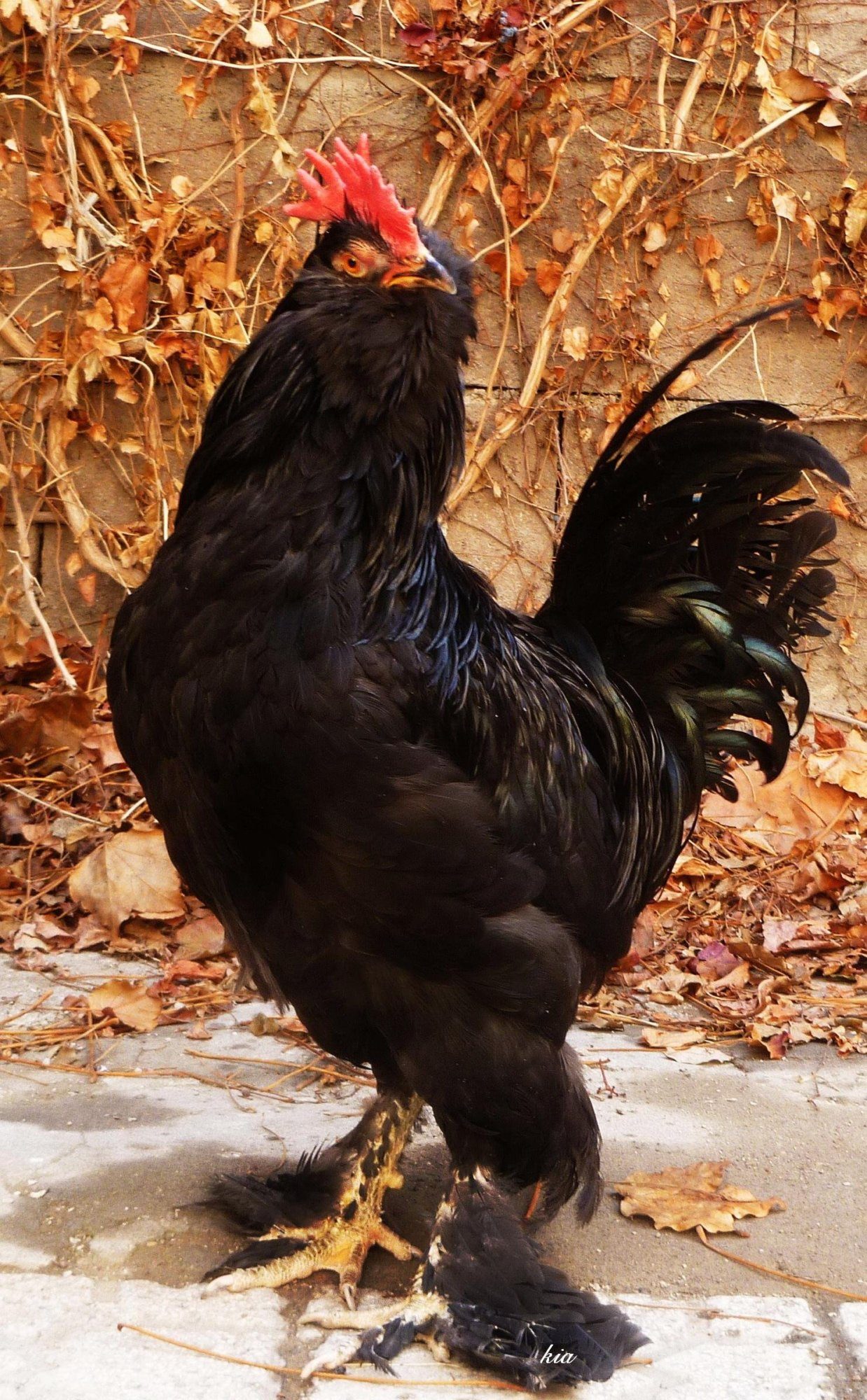 black azerbaijan breeds