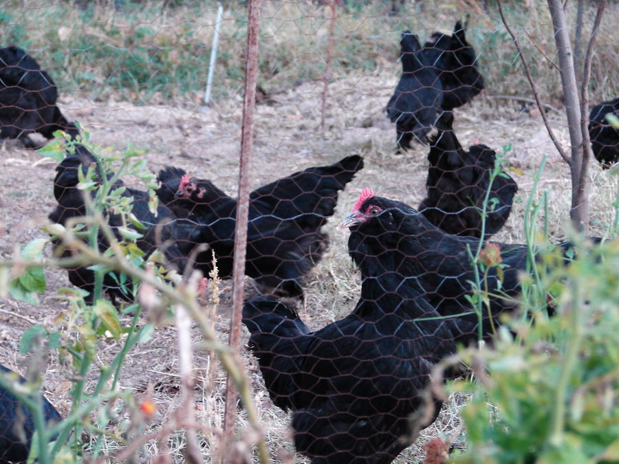 black azerbaijan flocks