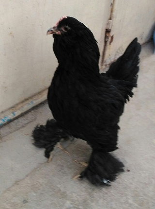 black Azerbaijan hen