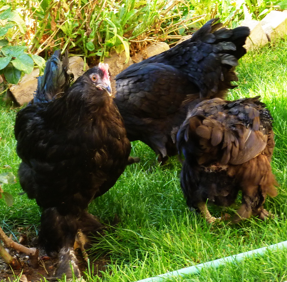 black azerbaijan , m