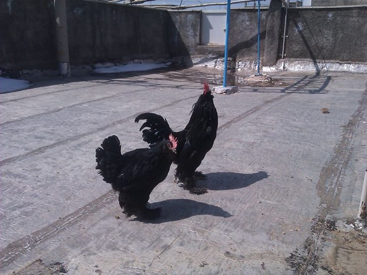 *
black azerbaijan 
marand breed