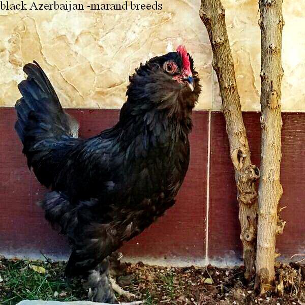 black Azerbaijan 
marand 
breed