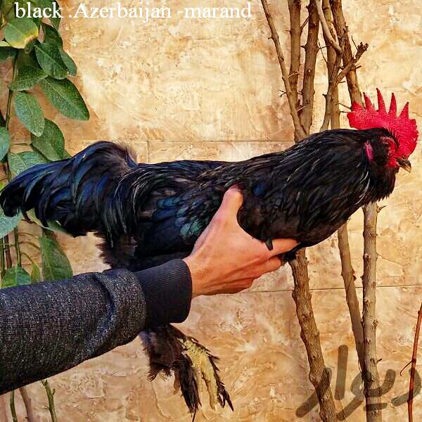 black Azerbaijan 
marand 
breed