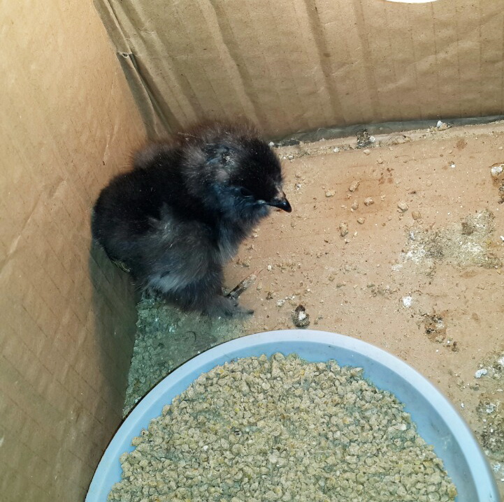 black azerbaijan 
marand chickens