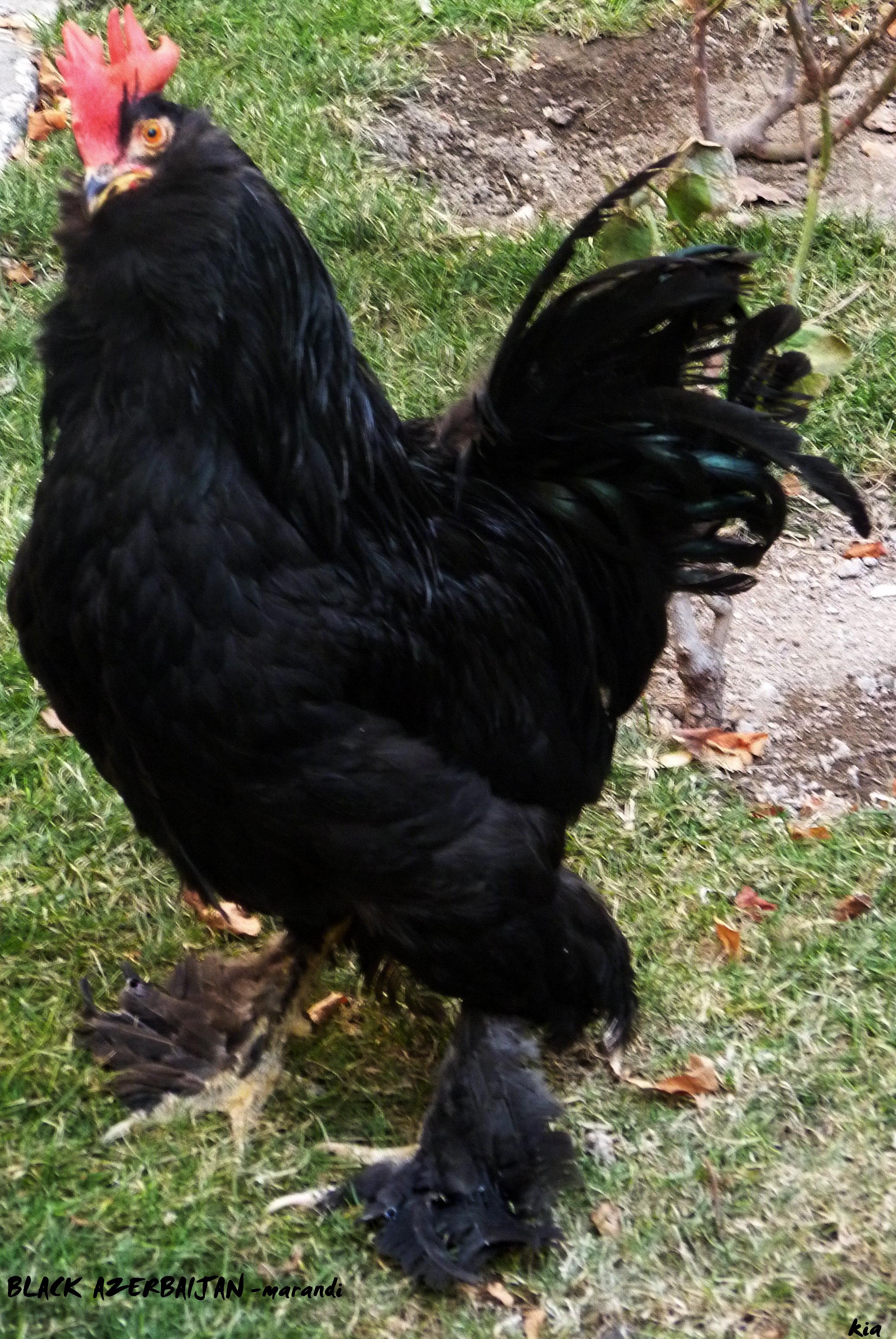 black azerbaijan 
marandi rare