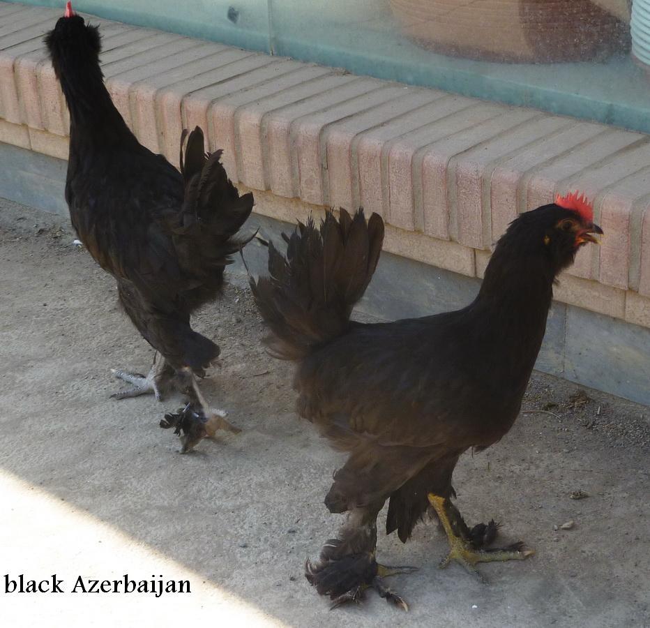 black Azerbaijan 
marandi 
rare
