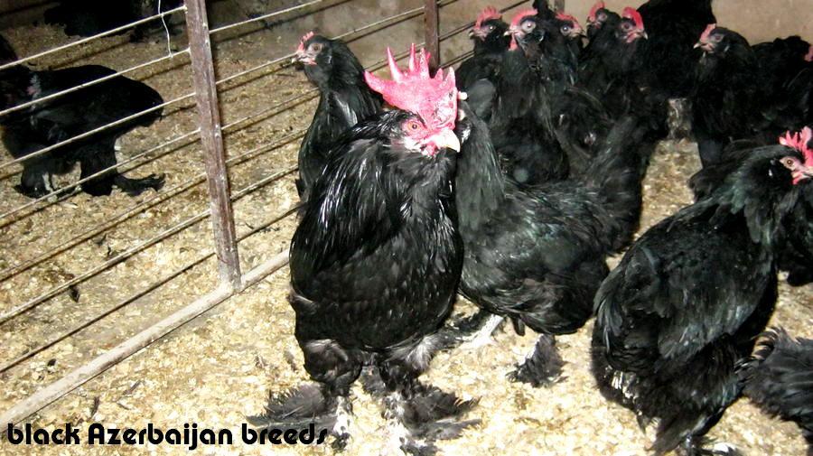 black azerbaijan 
marandi