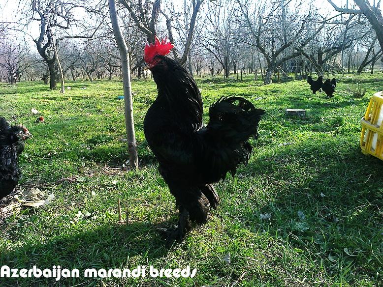 black azerbaijan 
((marandi))