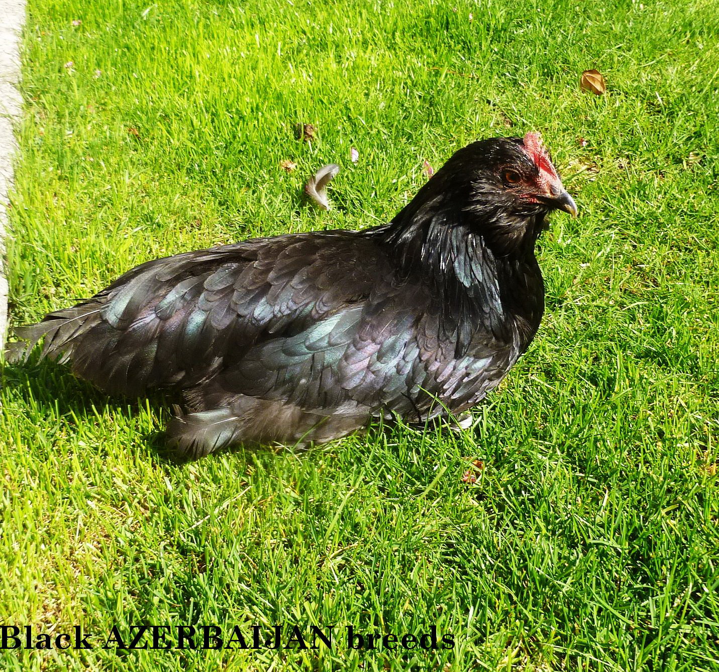 black azerbaijan marandi