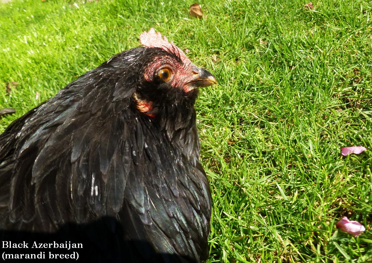 black azerbaijan marandi