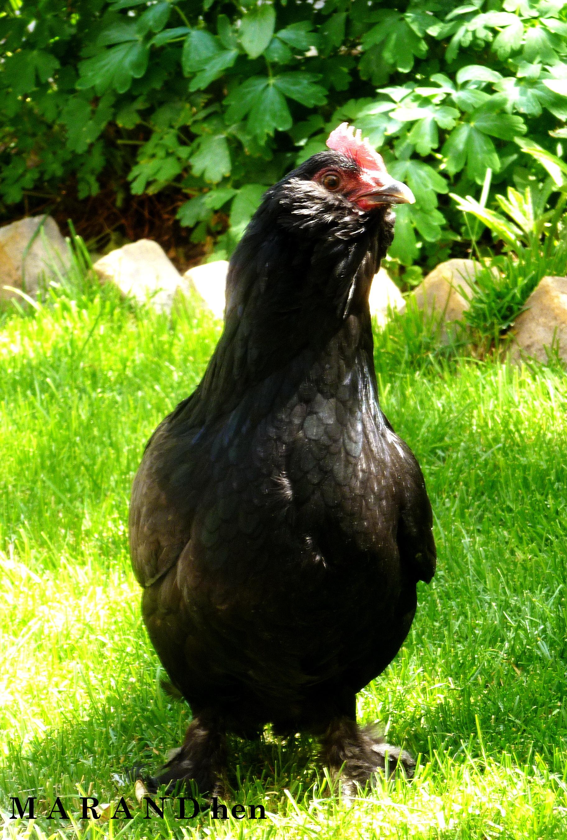 black Azerbaijan 
marandi