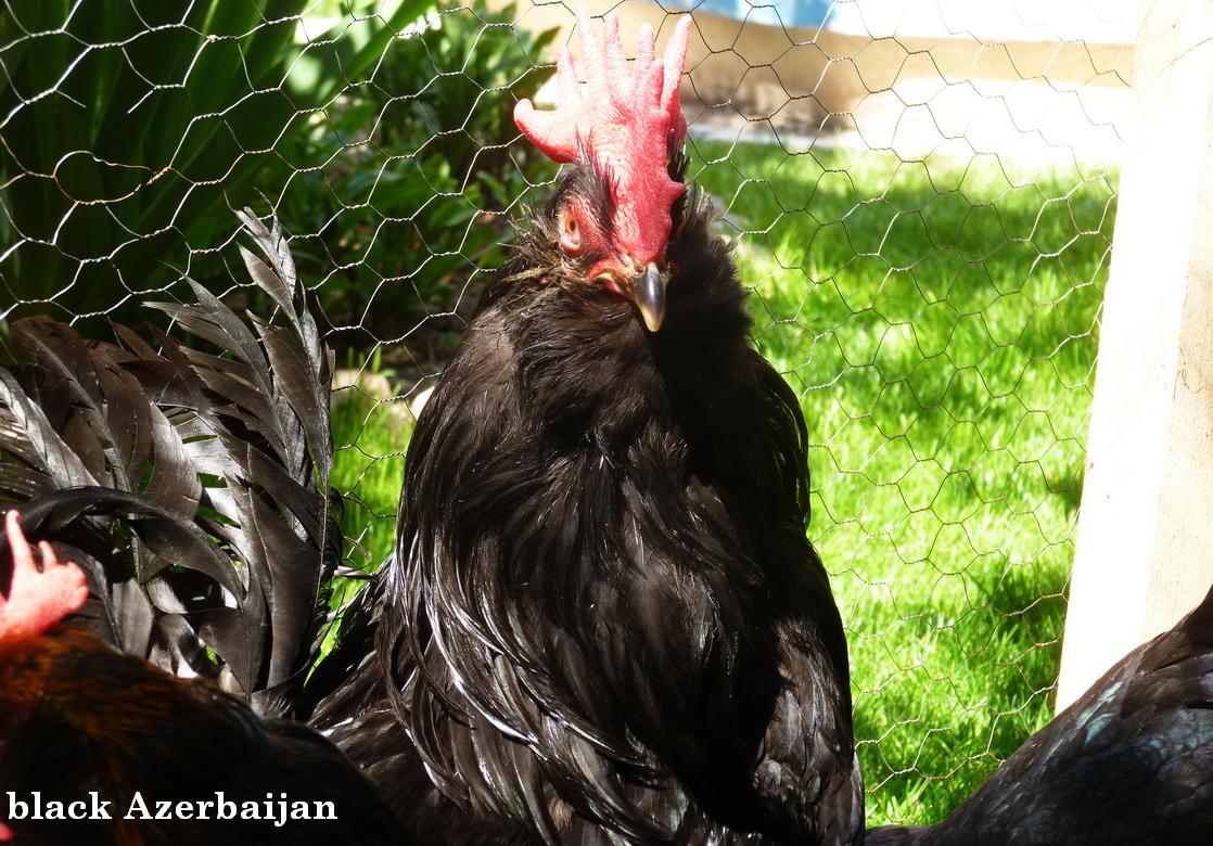 black Azerbaijan 
marandi