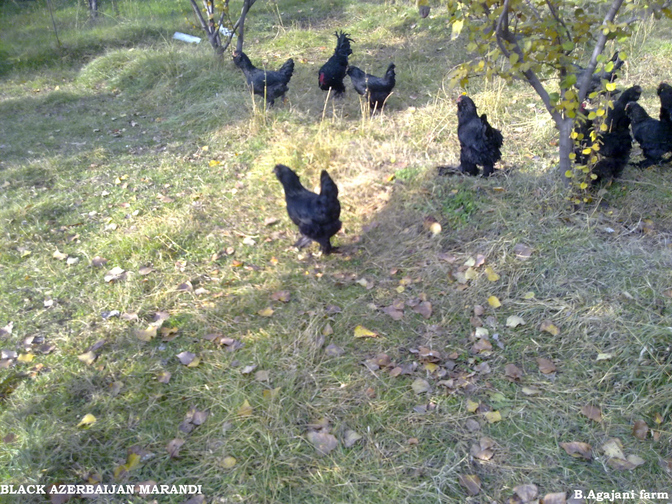 black Azerbaijan ploutry breeds