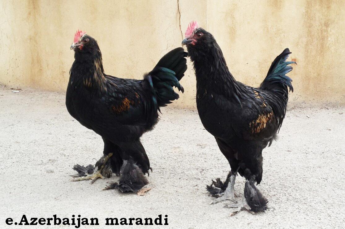 black Azerbaijan ploutry breeds